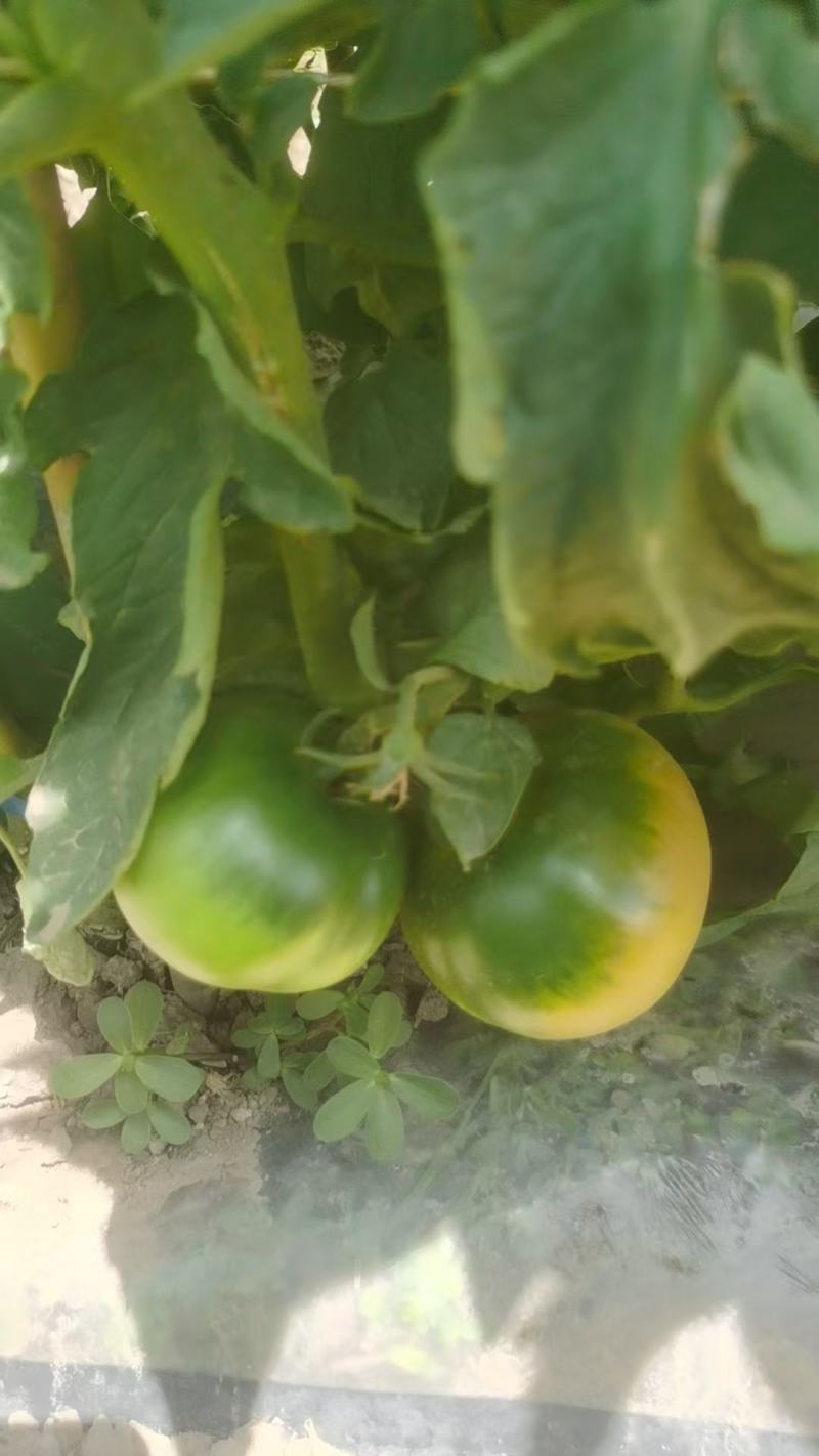 草莓番茄