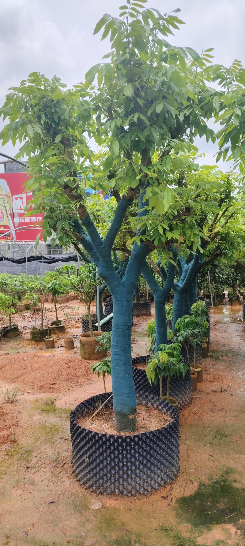 石峡龙眼，储良龙眼，无核龙眼