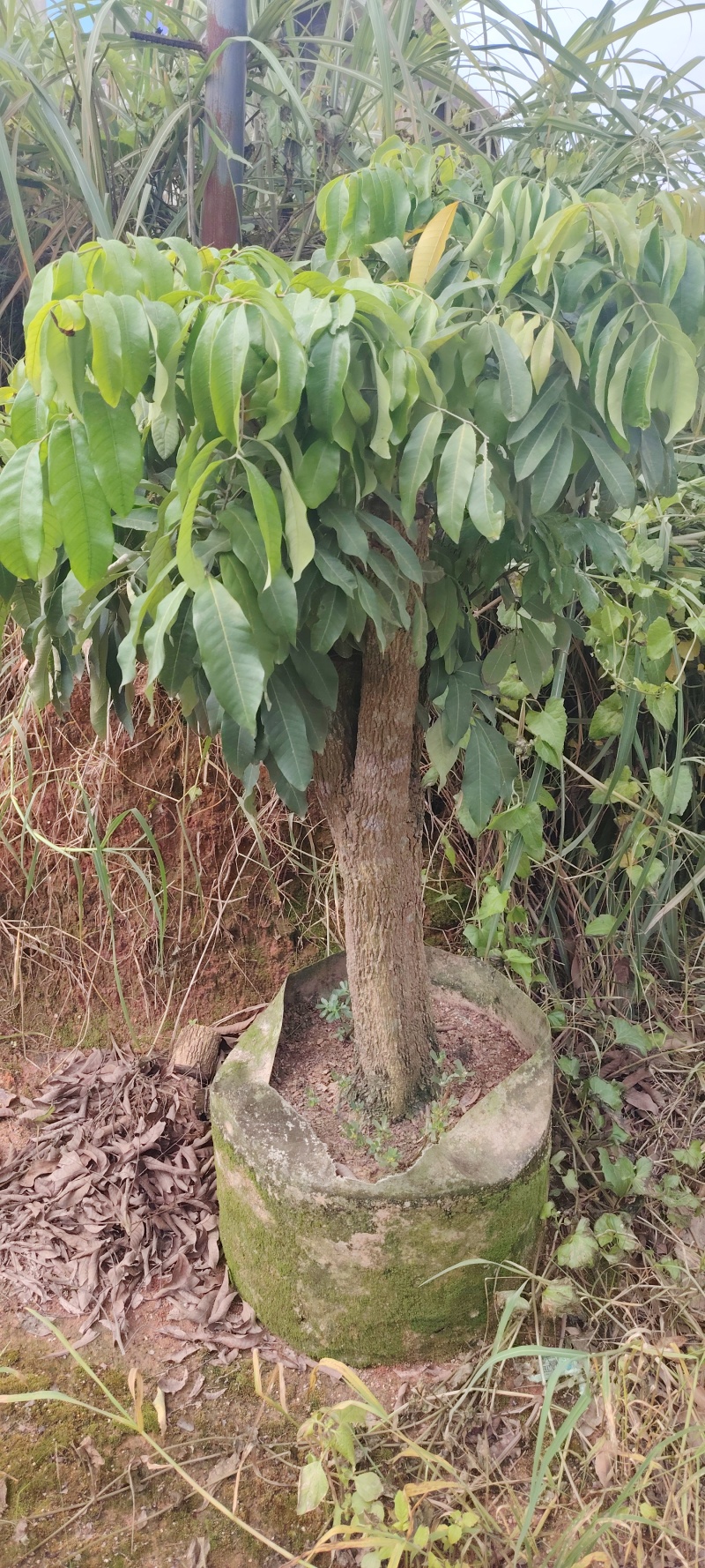 石峡龙眼，储良龙眼，无核龙眼