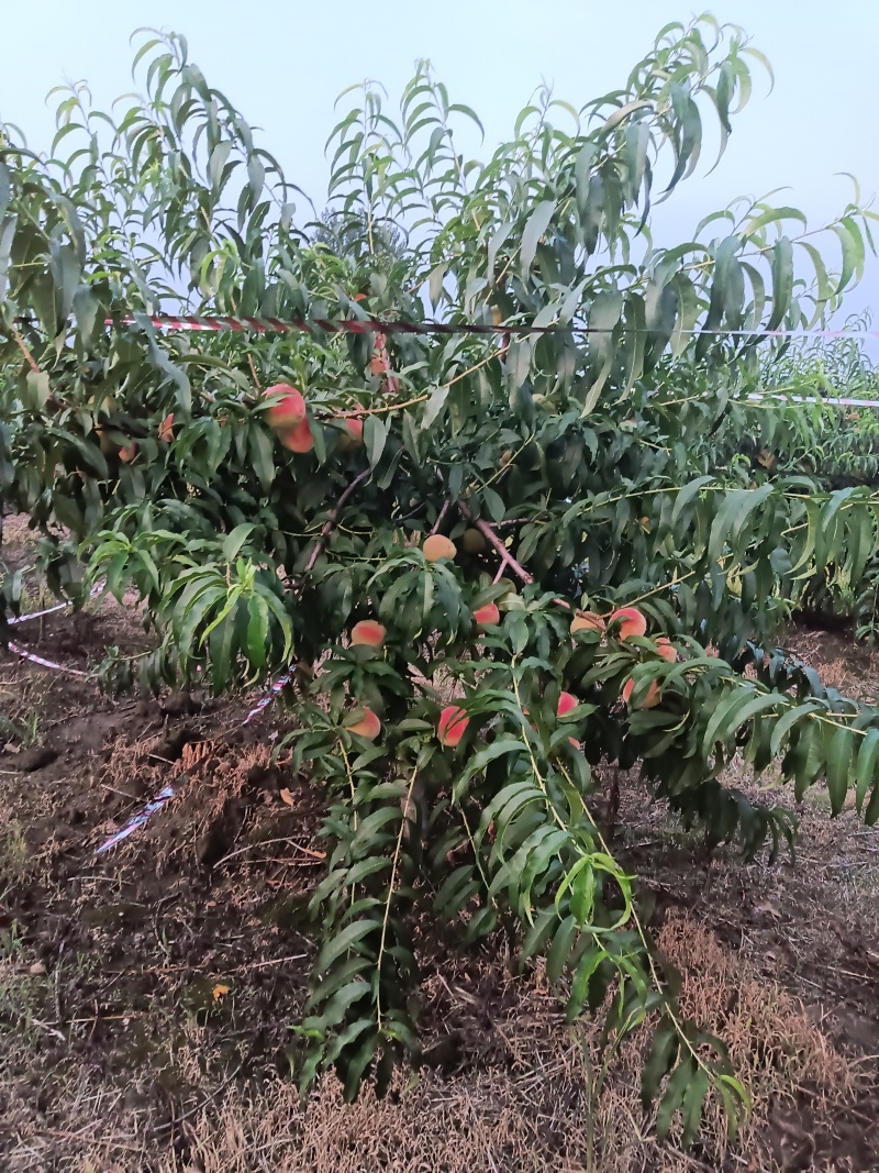 陕西安康黄桃