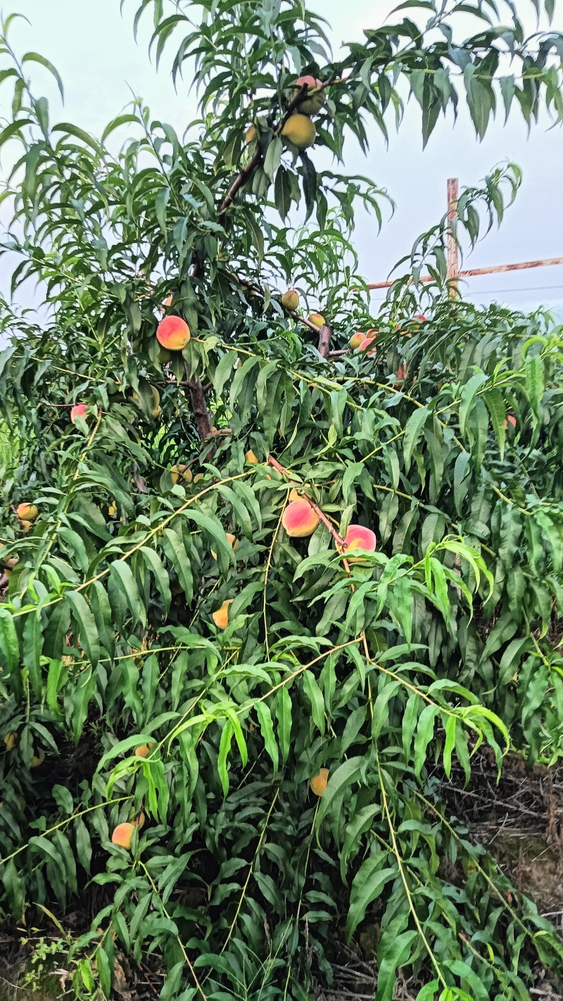 陕西安康黄桃