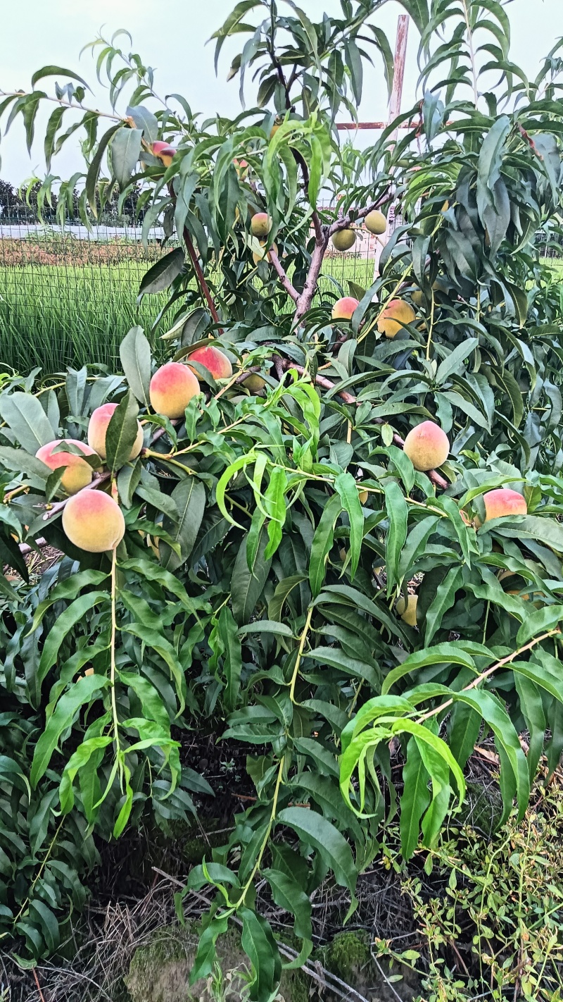 陕西安康黄桃