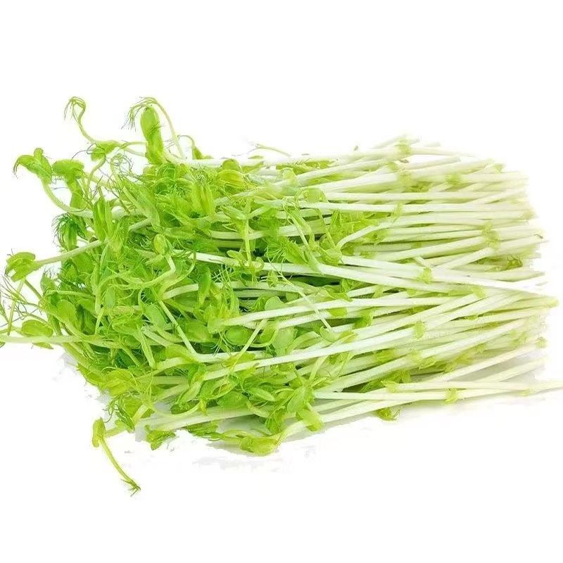 活体豌豆芽苗菜