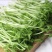活体豌豆芽苗菜