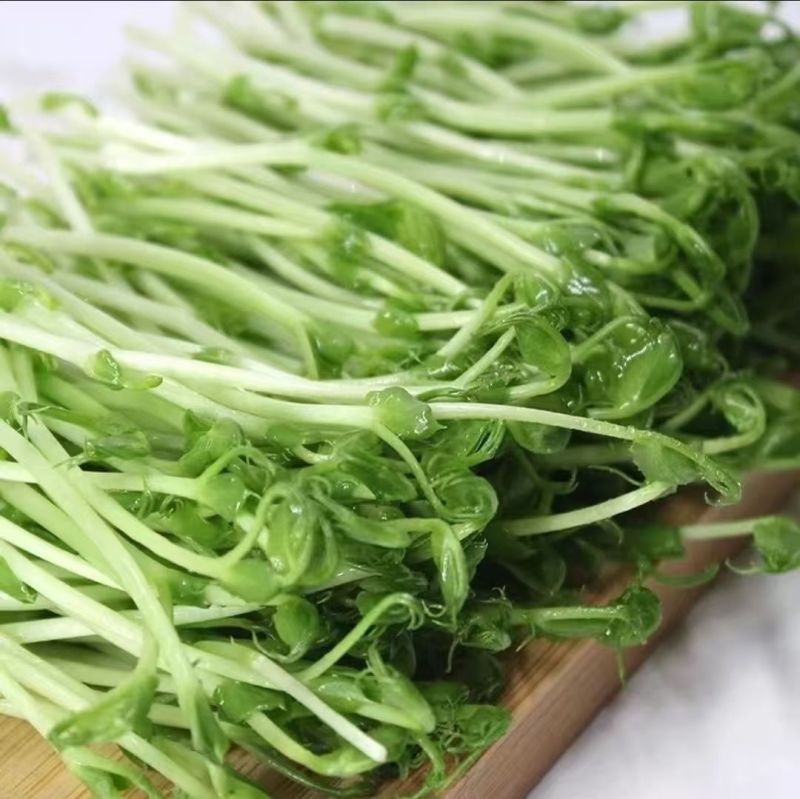 活体豌豆芽苗菜