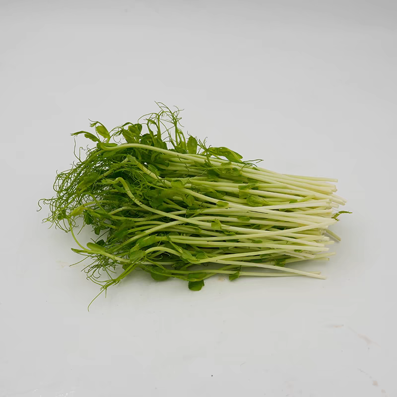 活体豌豆芽苗菜