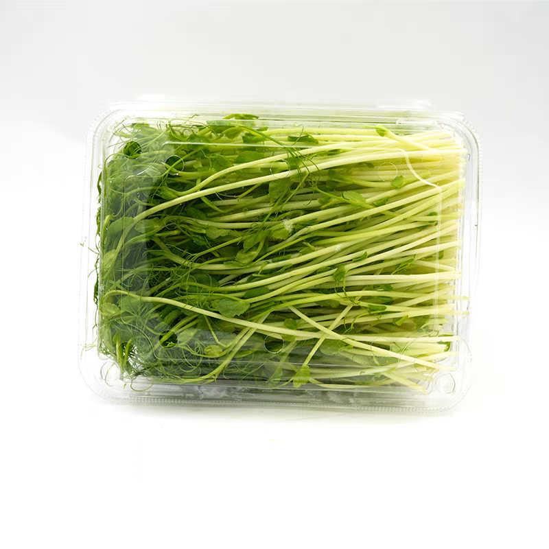 活体豌豆芽苗菜