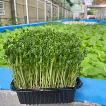 活体豌豆芽苗菜