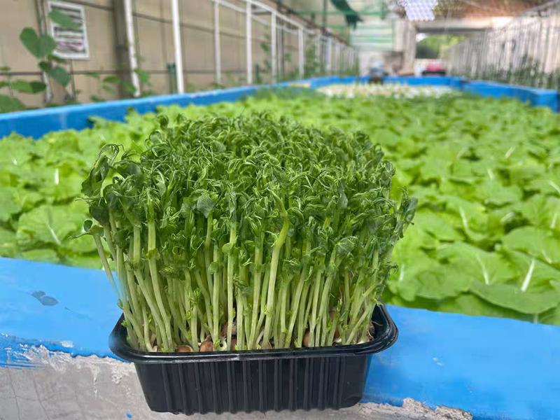 活体豌豆芽苗菜
