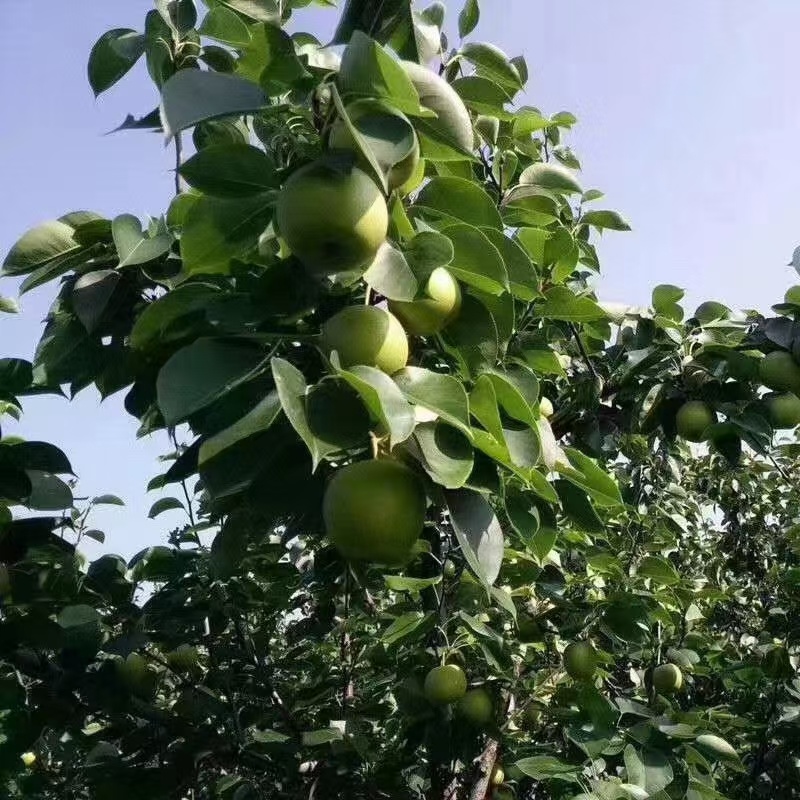 翠冠梨