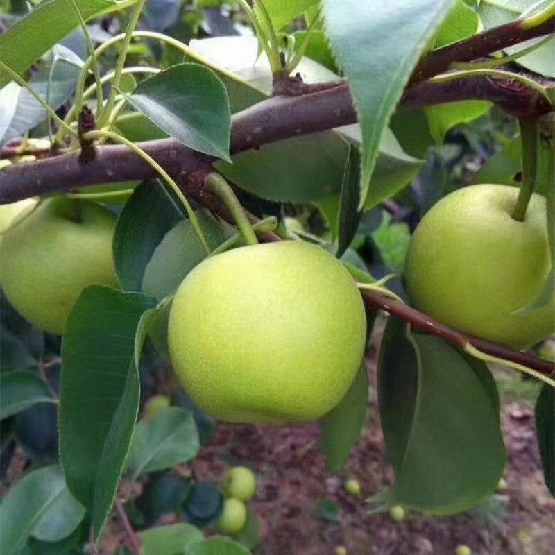 翠冠梨