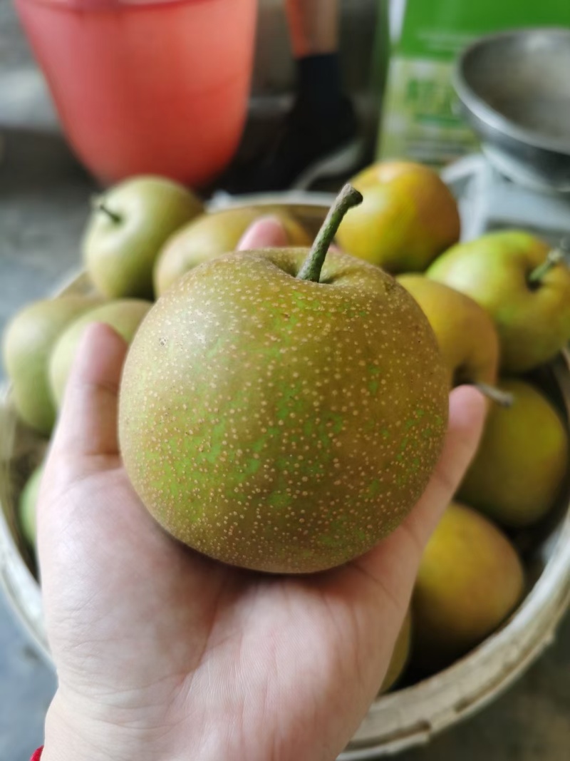 翠冠梨