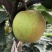 翠冠梨