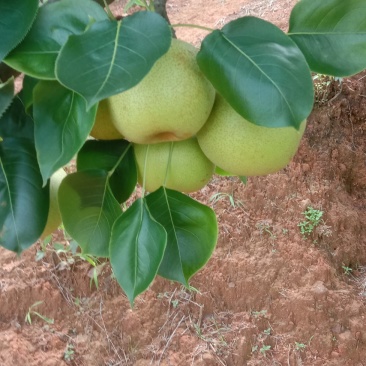 广东省翁源县水晶梨