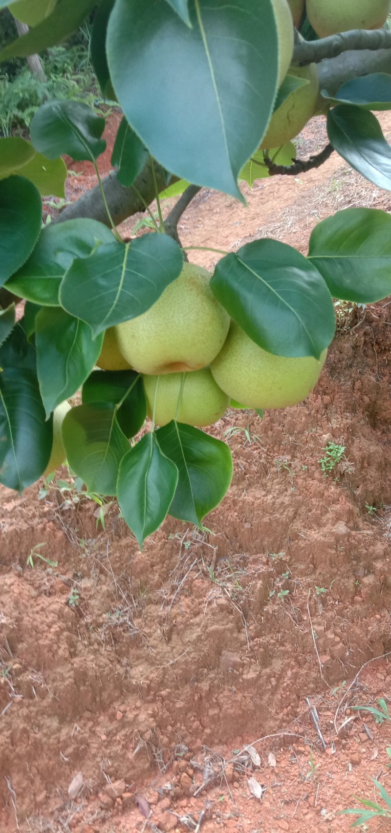 广东省翁源县水晶梨
