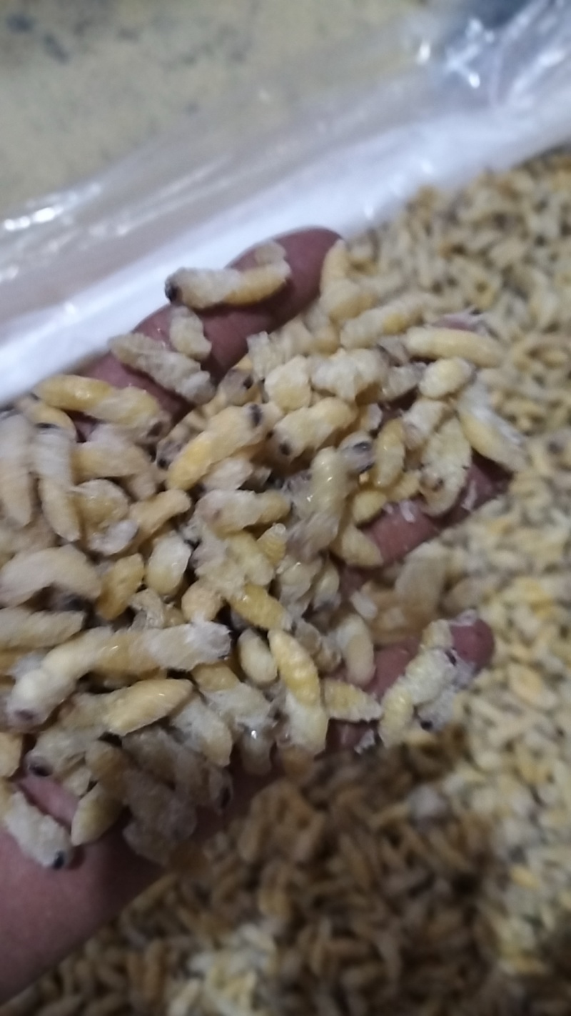 今年新鲜蜂蛹，一级，二级，四级。都有。欢迎老板下单！