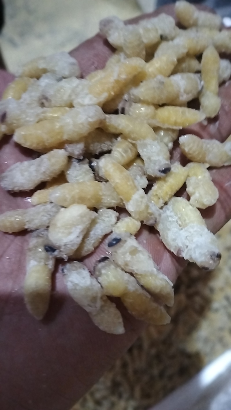 今年新鲜蜂蛹，一级，二级，四级。都有。欢迎老板下单！