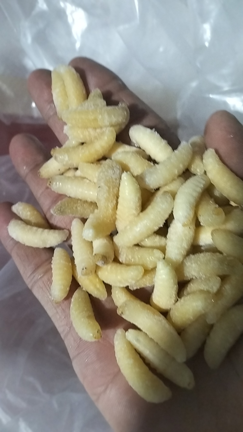 今年新鲜蜂蛹，一级，二级，四级。都有。欢迎老板下单！