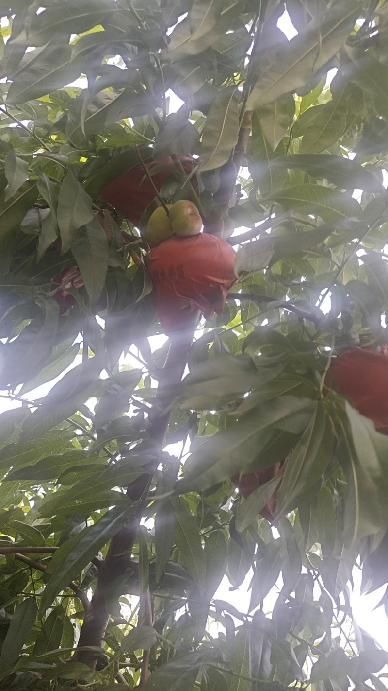 衡水深州蟠桃