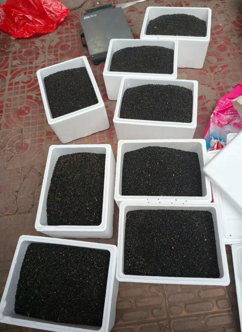 通草种子现发