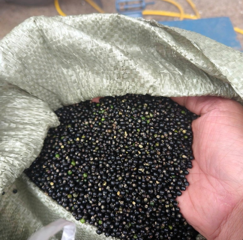 通草种子现发