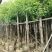 香樟树5-10公分