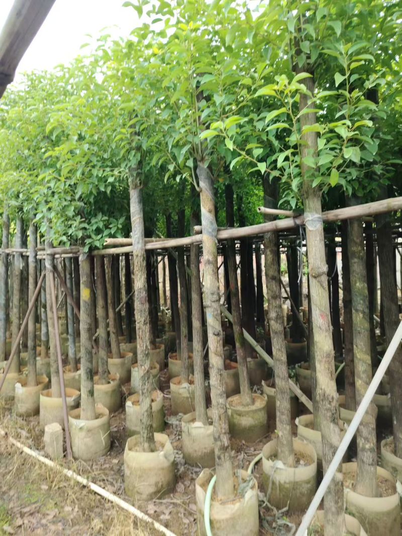 香樟树5-10公分