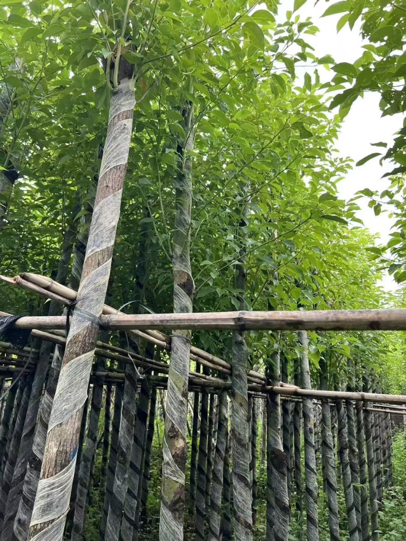 香樟树5-10公分