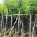 香樟树5-10公分