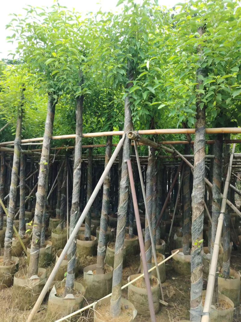香樟树5-10公分