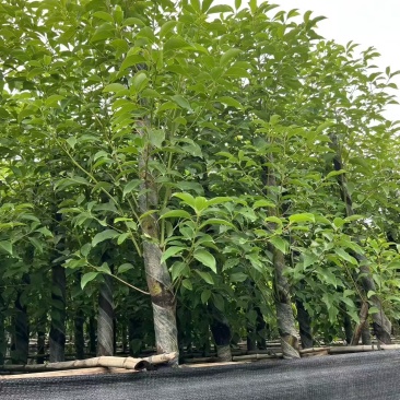 香樟树5-10公分