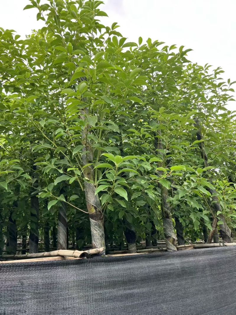 香樟树5-10公分