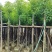 香樟树5-10公分