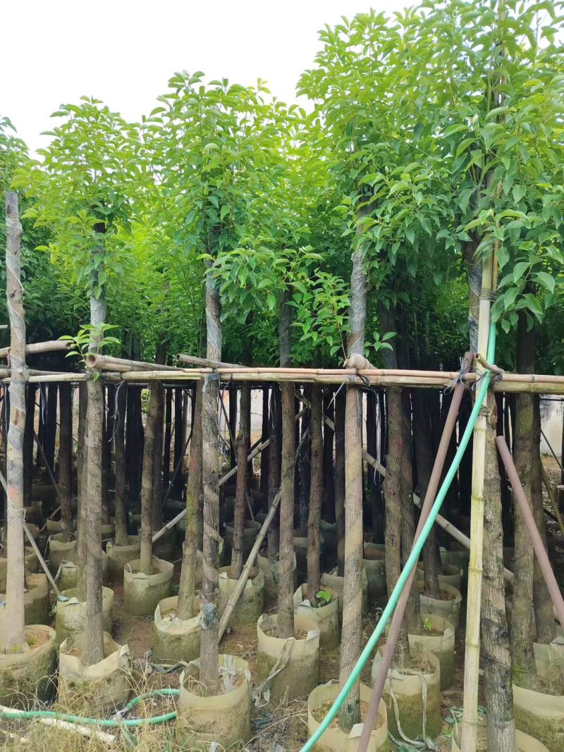香樟树5-10公分