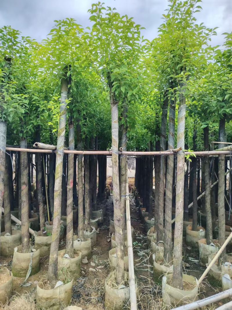 香樟树5-10公分