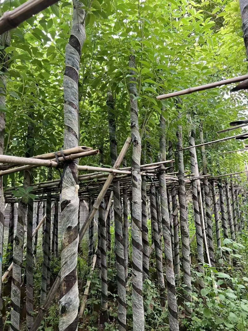 香樟树5-10公分