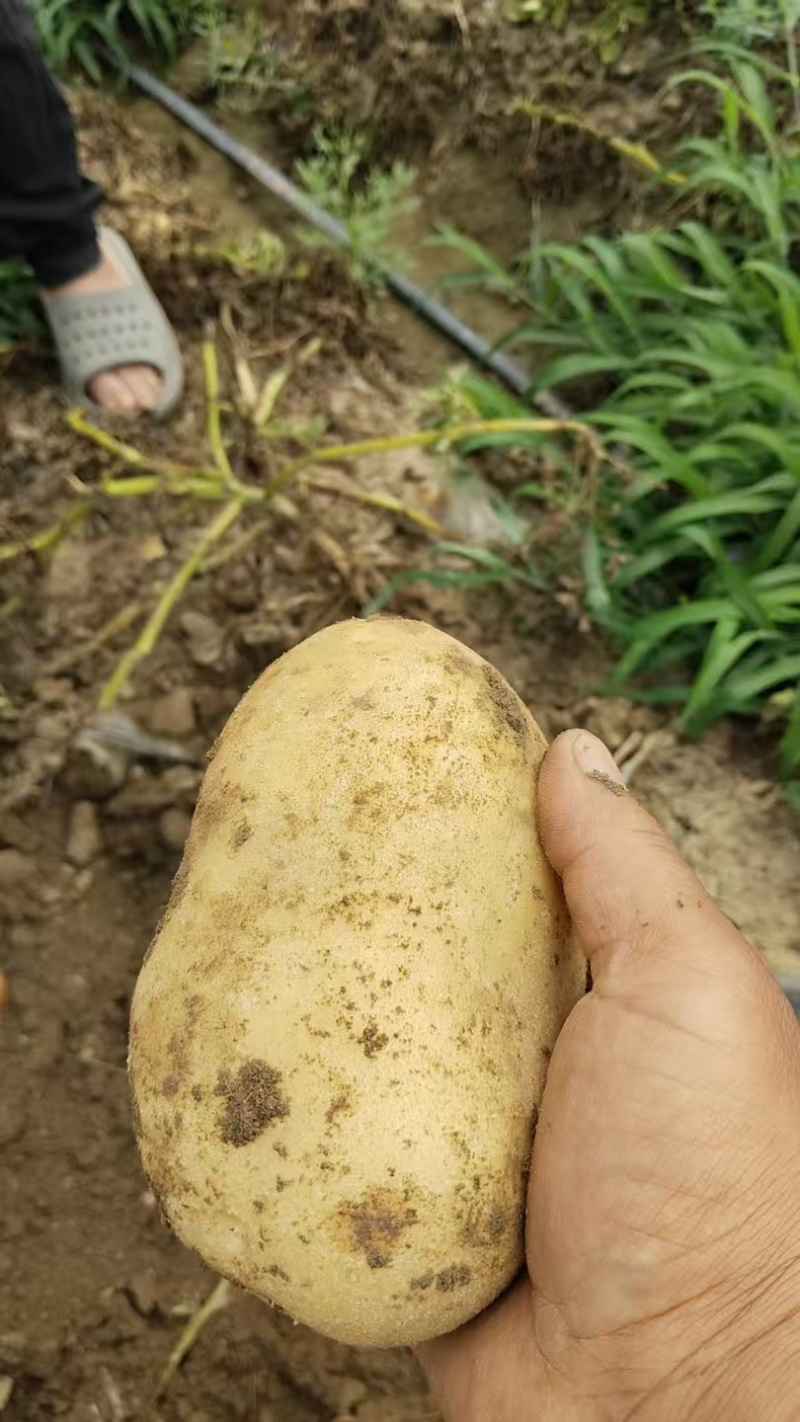 沃土土豆