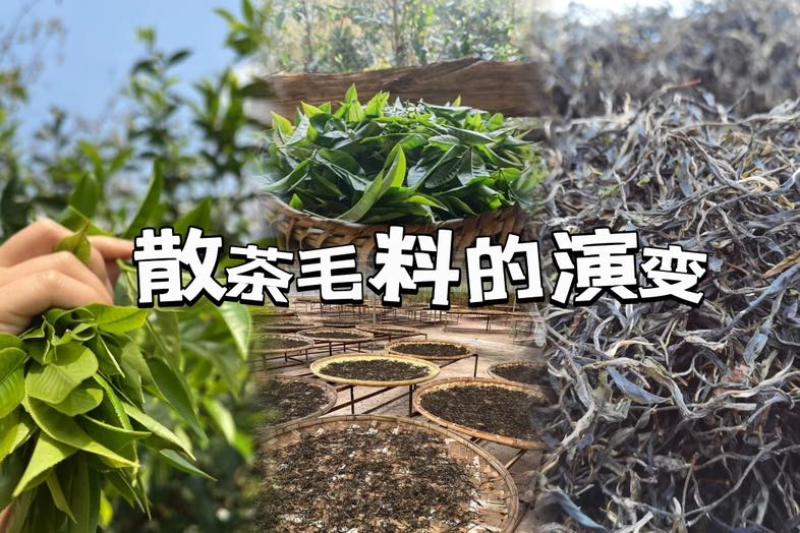 普洱茶生茶2023年春357饼