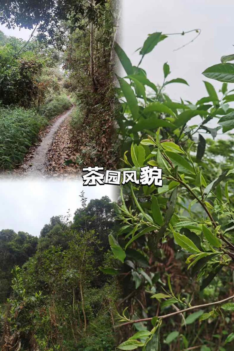 普洱茶生茶2023年春357饼
