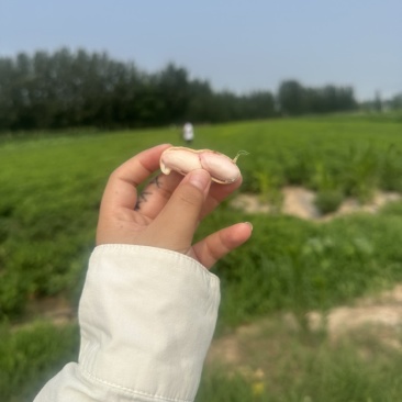 开封大白沙花生