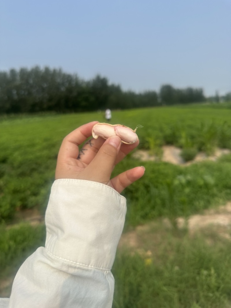 开封大白沙花生