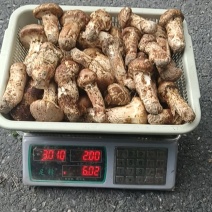小金正宗野生新鲜松茸，