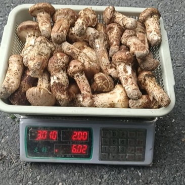 小金正宗野生新鲜松茸，