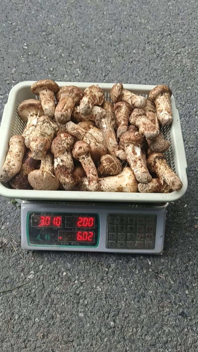 小金正宗野生新鲜松茸，