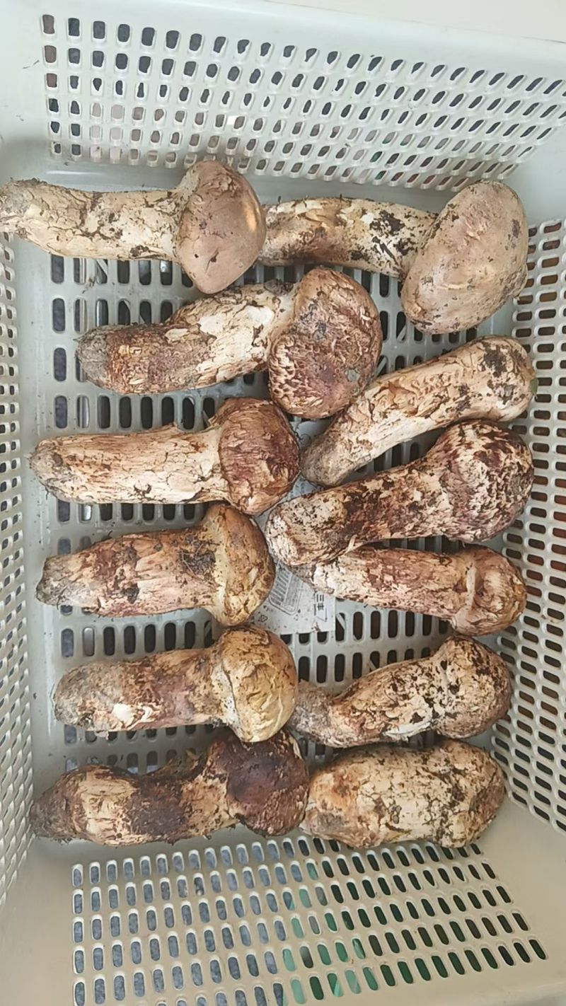 小金正宗野生新鲜松茸，
