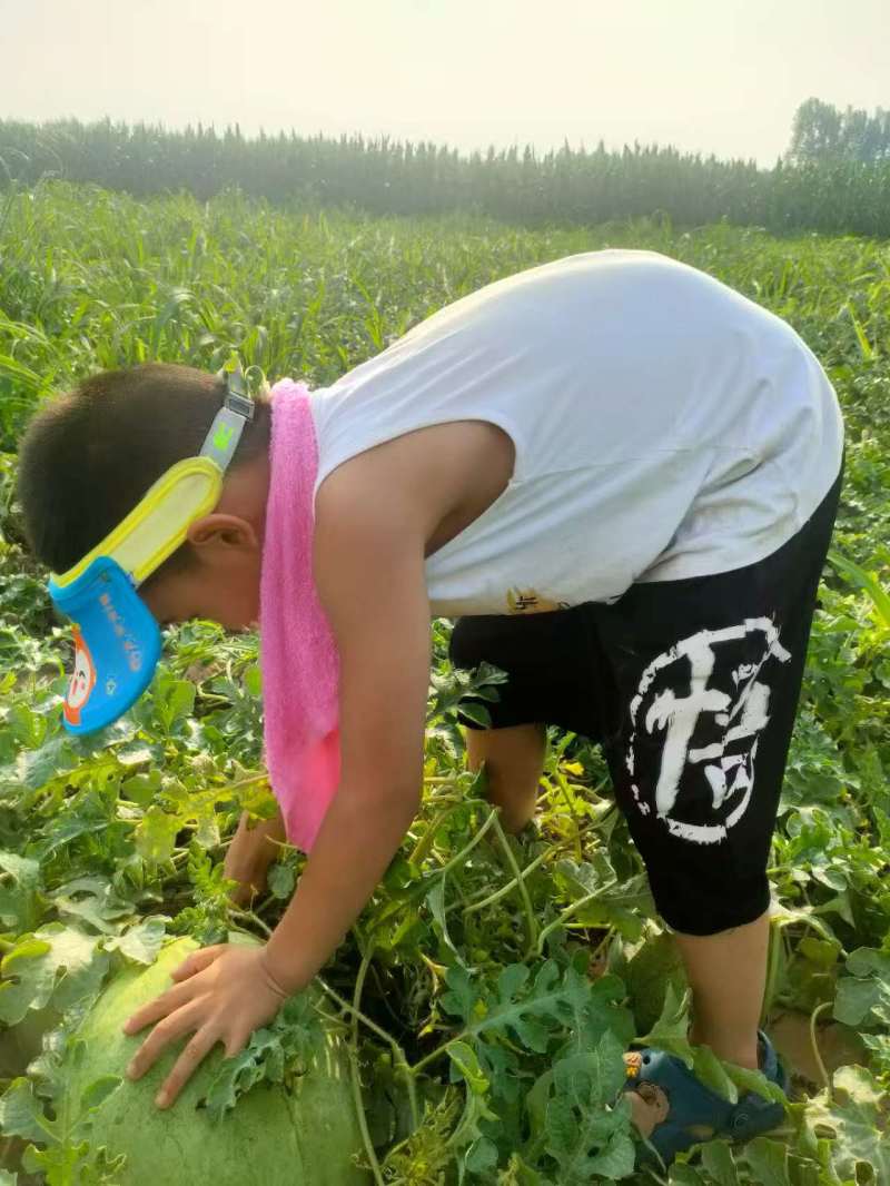 9号西瓜，口感特别好