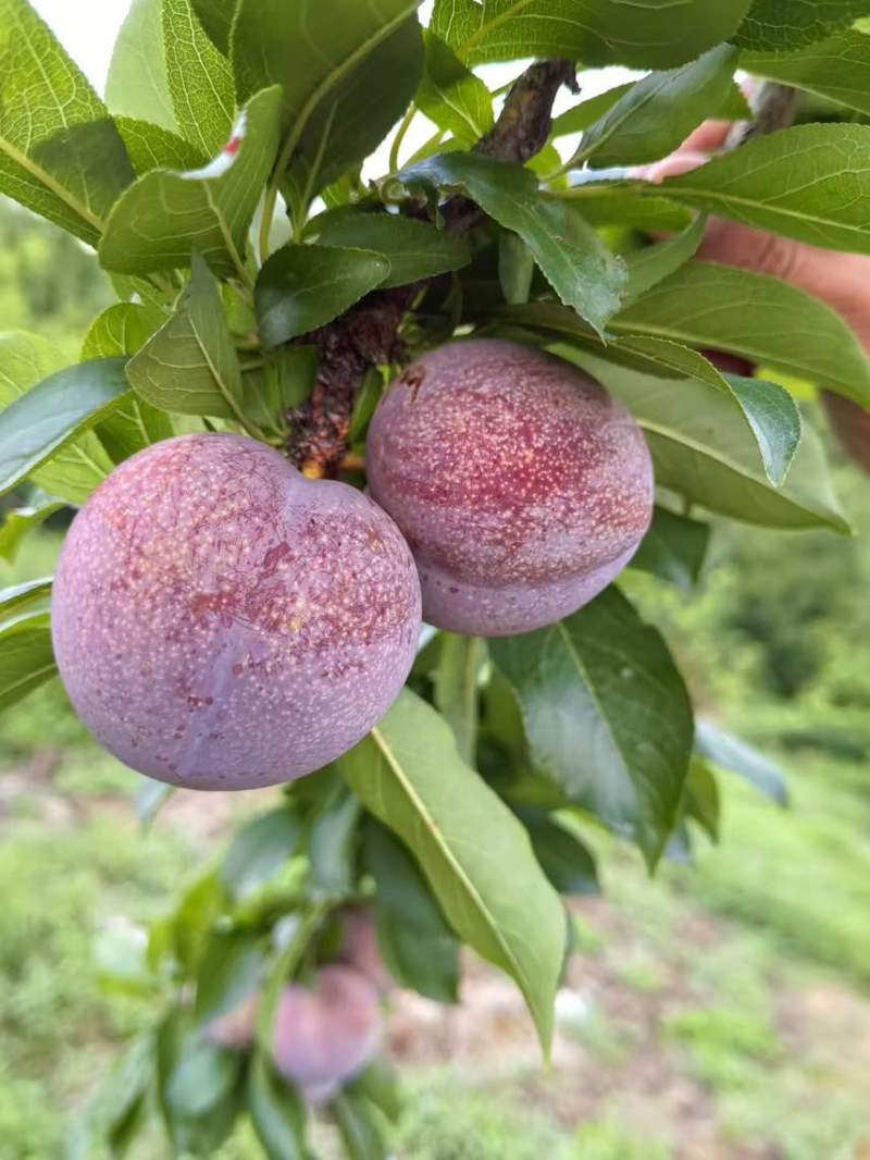 桃形李