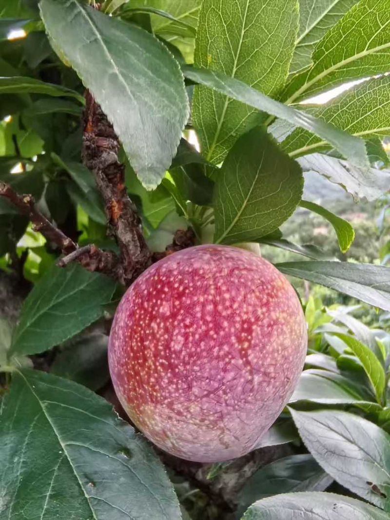 桃形李