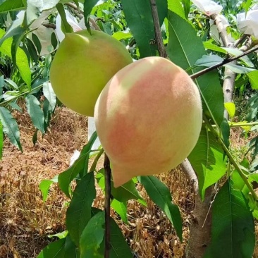 黄金奈，翠冠梨，鹰嘴桃