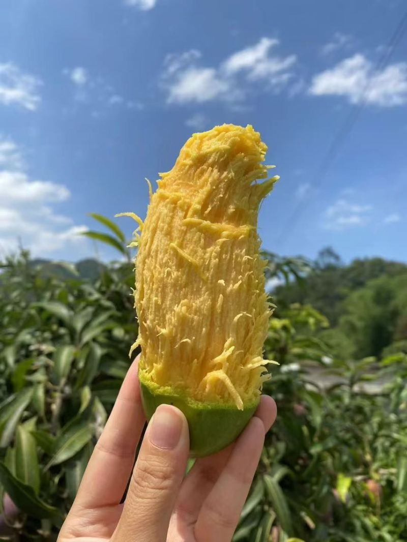 广西百色桂七芒果